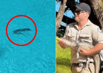 Крокодил проник до басейну, де відпочивали туристи