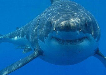 Вчені виявили найбільшу білу акулу в Атлантиці (фото)
