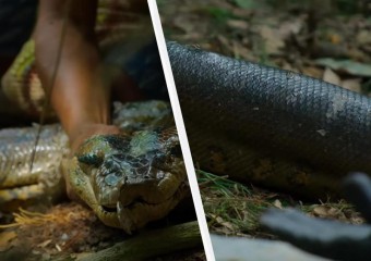 Науковці знайшли новий вид гігантських анаконд в Амазонії