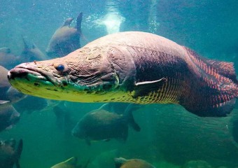 Риба-гігант арапайма з Амазонки: який має вигляд та чи можна їсти