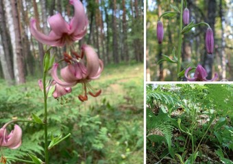 У Чорнобилі виявили рідкісну “міфічну” квітку (фото)