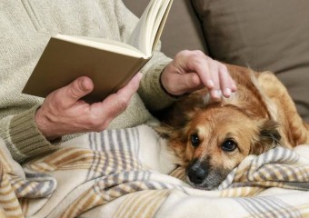 Собаки “намагалися вбити” господаря двома способами: фото