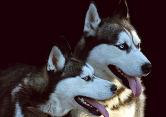 Науковці відповіли, чи можна навчити собаку розмовляти