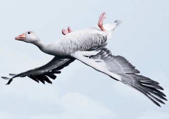 Чому дикі гуси літають догори ногами: наукове пояснення