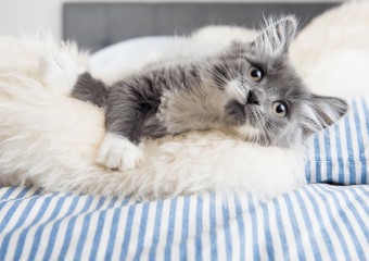 Чому коти люблять спати на людях