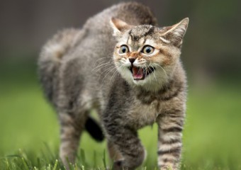 Які знаки подають кішки перед приходом біди