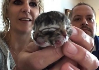 Кішка народила кошеня-мутанта з двома мордочками (фото)