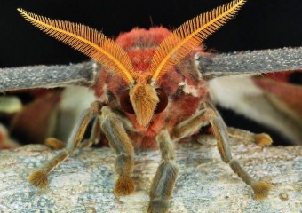 У метеликів виявили надзвичайні здібності до астрономії