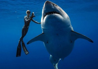 Чому білих акул не утримують в акваріумах: причина не в їхніх розмірах