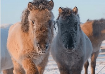 Як насправді пітніють коні