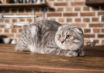 Жінка повела до ветеринара кішку, а він шокував, ким виявилась тварина