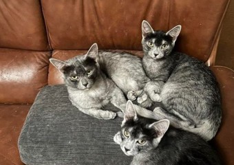 У чому різниця між пам’яттю людей та котів