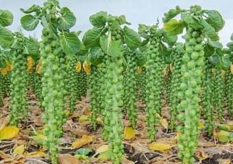 Кардіолог назвав овоч №1 для здоров’я серця