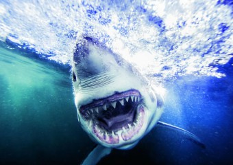 Вчені спіймали найбільшого самця білої акули у світі: вага та розміри вражають