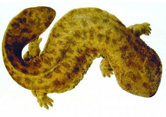 Стародавній монстр у річках Японії змінює екосистему