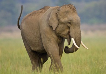 10 істот, які можуть убити слона: навіть гіганти не завжди в безпеці