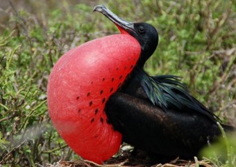 Біолог розповів про птаха, який здатний спати прямо під час польоту