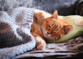 Як зрозуміти, що кіт вас поважає: експерти назвали головні ознаки