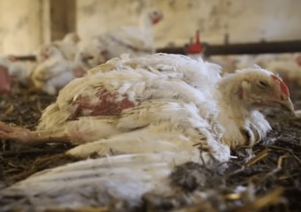 Норвегія оголошує війну «курам-франкенштейнам»: історичне рішення для захисту тварин