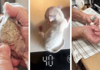 Чоловік підібрав на вулиці “кошеня”, але це була рідкісна дика тварина (фото)