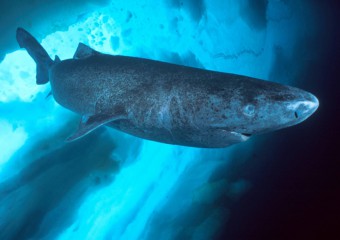 В Антарктичному океані зафіксували велику істоту, якої там не повинно бути