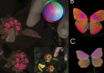Фіолетове небо та “страшні” люди: як тварини бачать світ