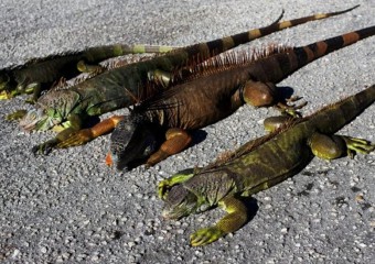 США накрив холод: у Флориді зафіксували «дощі з ігуан»