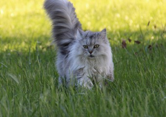 Як правильно покликати кішку, щоб вона точно відгукнулася