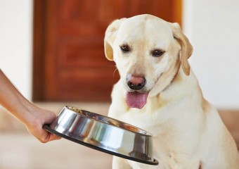 Ця “людська” їжа може вбити собаку