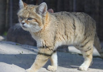 Гавкає, як собака: вчені розповіли про найзагадковішу кішку пустель