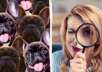 Знайдіть хитрого кота серед собак за 6 секунд: захоплююча оптична ілюзія