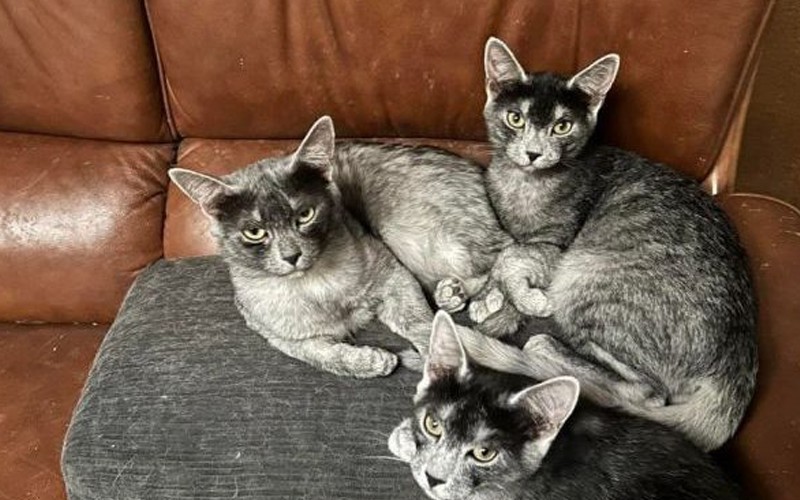 У чому різниця між пам’яттю людей та котів