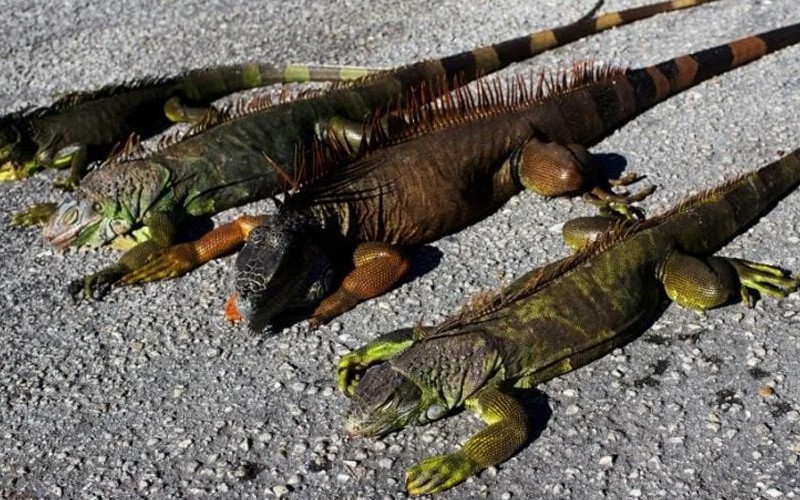 США накрив холод: у Флориді зафіксували «дощі з ігуан»