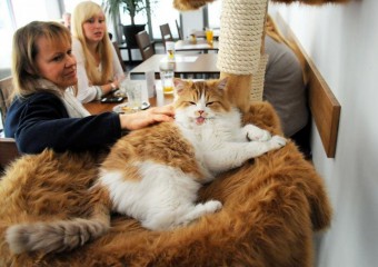 Лучшие котокафе во всём мире