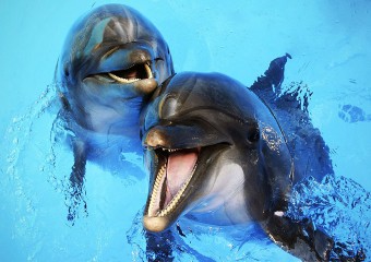 Неожиданные факты о дельфинах