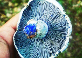 Самые необычные грибы в мире: 15 фото