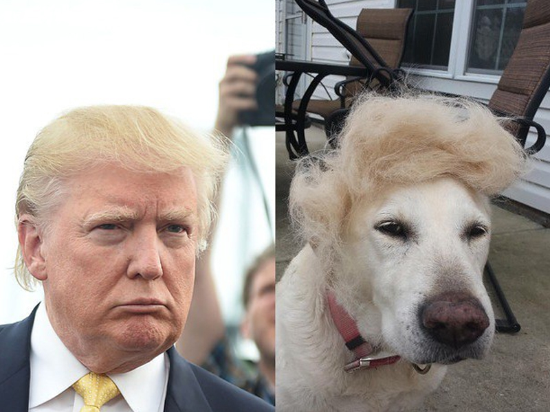Дональд трамп прическа сравнение с животными