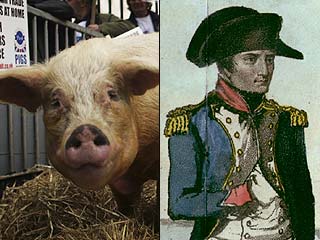 Франция свинья. Свинья во Франции. Свин Наполеон. Свинка Франция. Называть свинью Наполеоном..