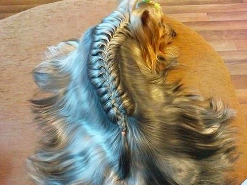 Что можно сделать из собачьих волос