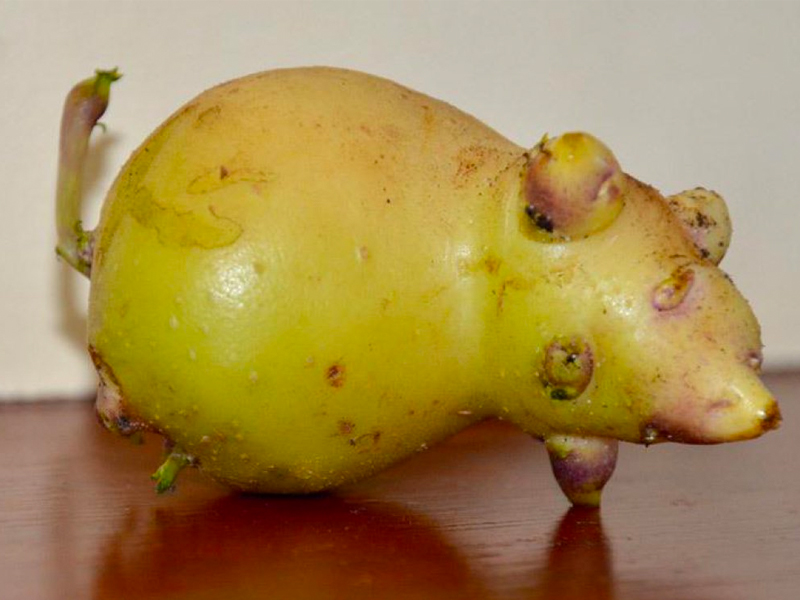 Картошка овощ или фрукт. Необычные фрукты и овощи. Овощи необычной формы. Смешные овощи и фрукты. Картофель необычной формы.